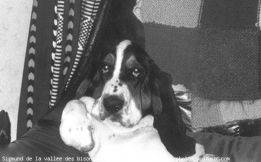 Photo de Basset hound