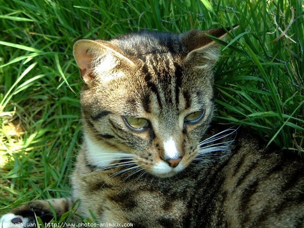 Photo de Chat domestique