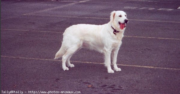 Photo de Golden retriever