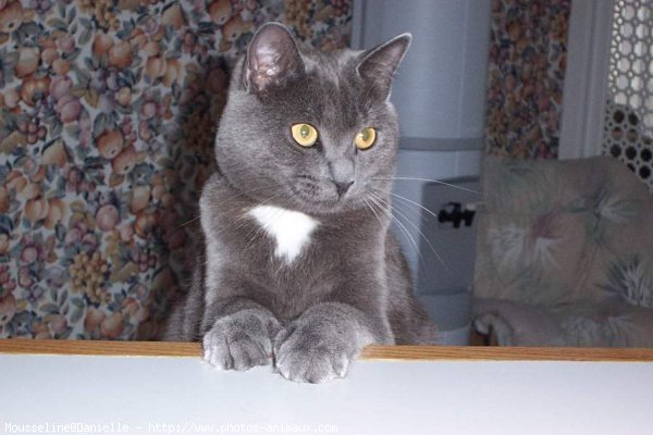 Photo de Chartreux