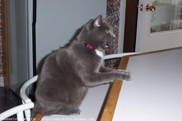 Photo de Chartreux