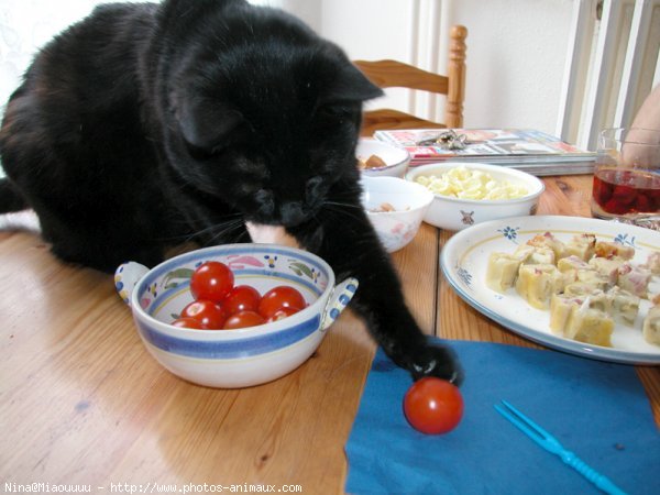 Photo de Chat domestique