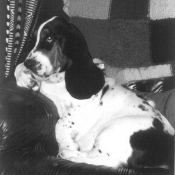 Photo de Basset hound