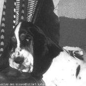 Photo de Basset hound