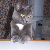 Photo de Chartreux