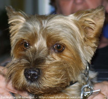 Photo de Yorkshire terrier