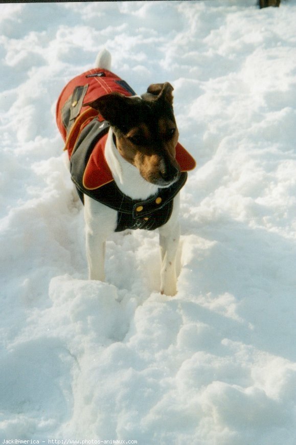 Photo de Jack russell terrier