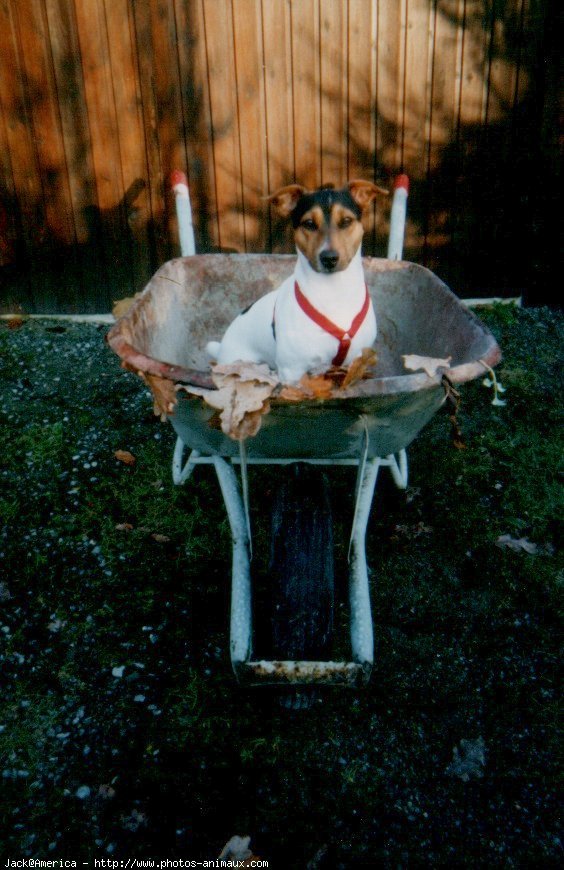 Photo de Jack russell terrier