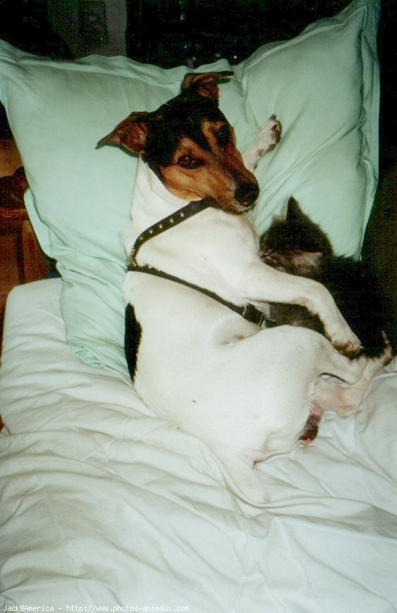 Photo de Jack russell terrier