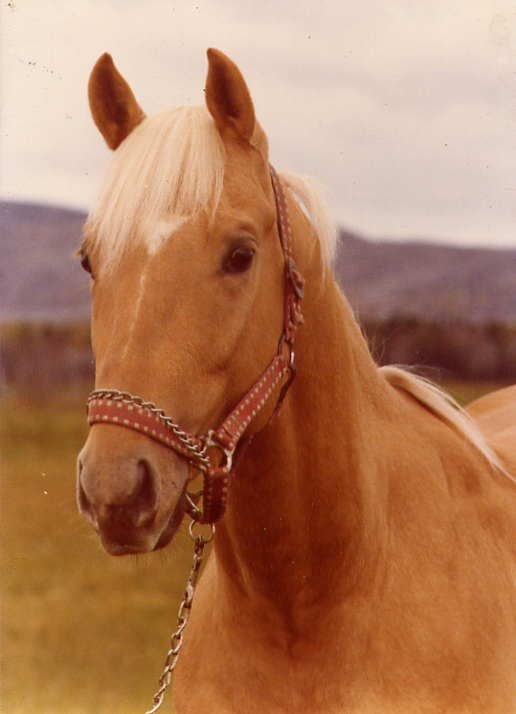 Photo de Quarter horse