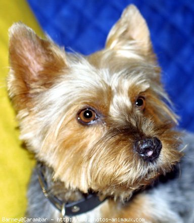 Photo de Yorkshire terrier