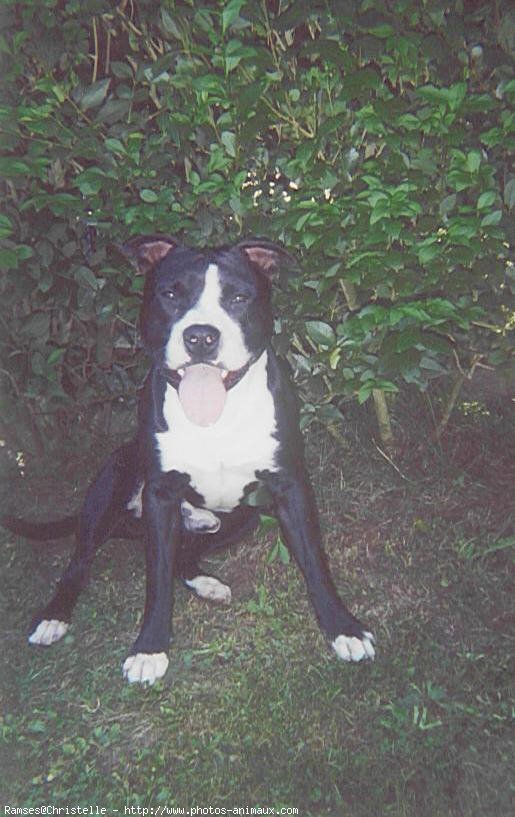 Photo d'American staffordshire terrier