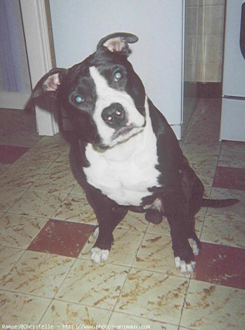 Photo d'American staffordshire terrier