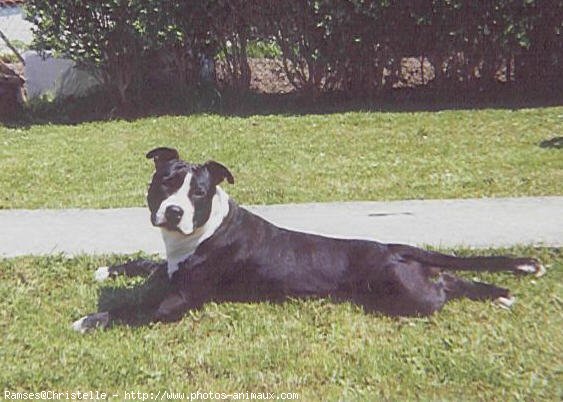 Photo d'American staffordshire terrier