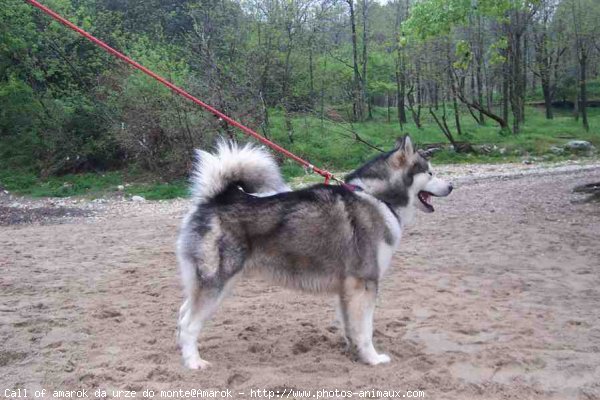 Photo de Malamute de l'alaska