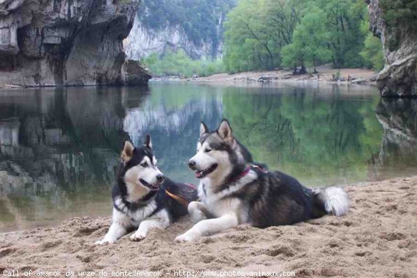 Photo de Malamute de l'alaska