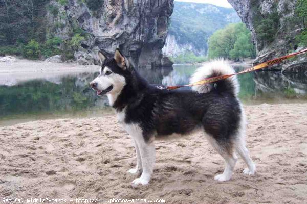 Photo de Malamute de l'alaska