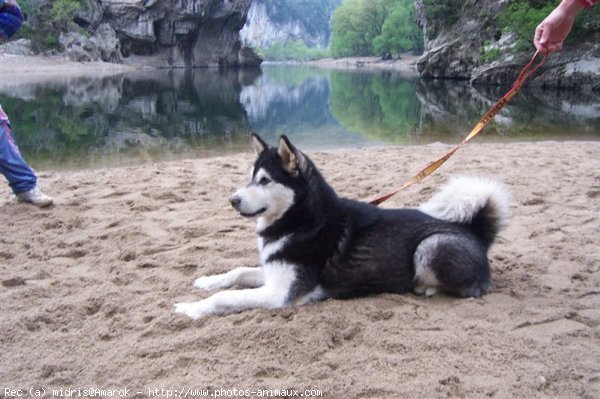 Photo de Malamute de l'alaska