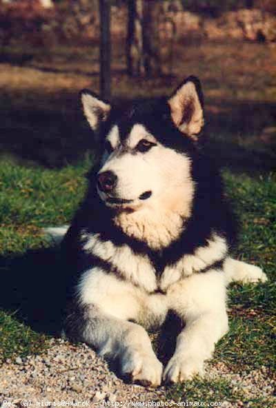 Photo de Malamute de l'alaska