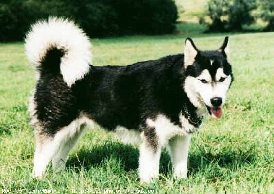 Photo de Malamute de l'alaska