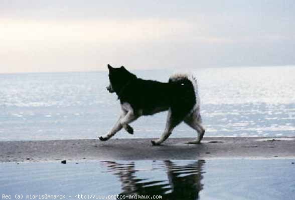 Photo de Malamute de l'alaska