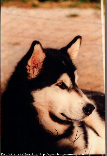 Photo de Malamute de l'alaska