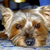 Photo de Yorkshire terrier