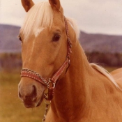 Photo de Quarter horse