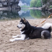 Photo de Malamute de l'alaska