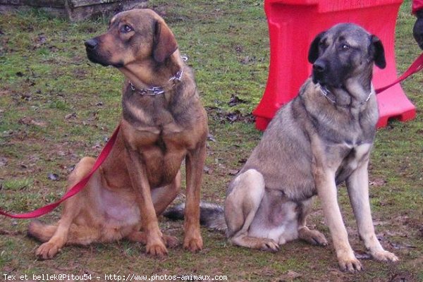 Photo de Chien de berger d'anatolie