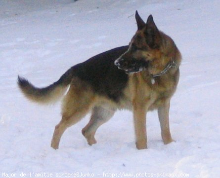 Photo de Berger allemand  poil court