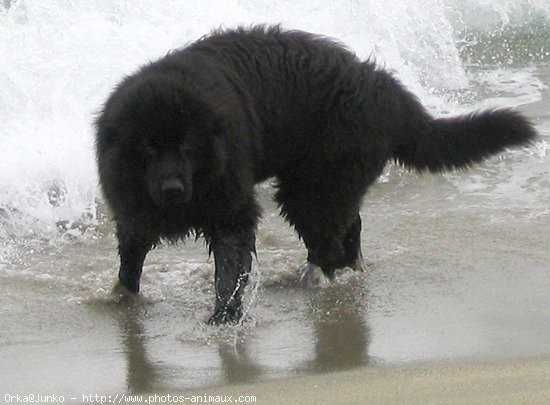 Photo de Chien de terre-neuve