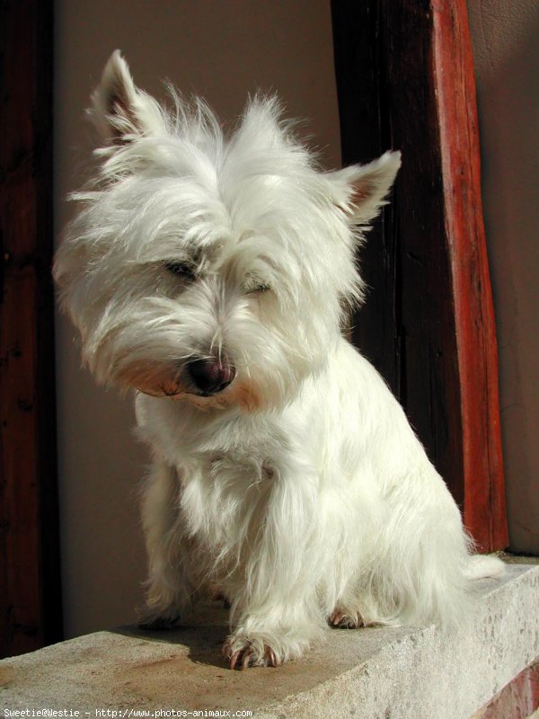 Photo de West highland white terrier