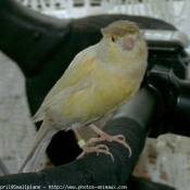 Photo de Canari