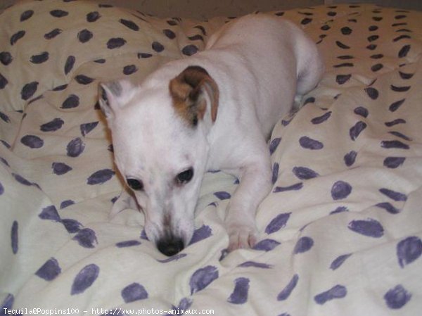 Photo de Jack russell terrier