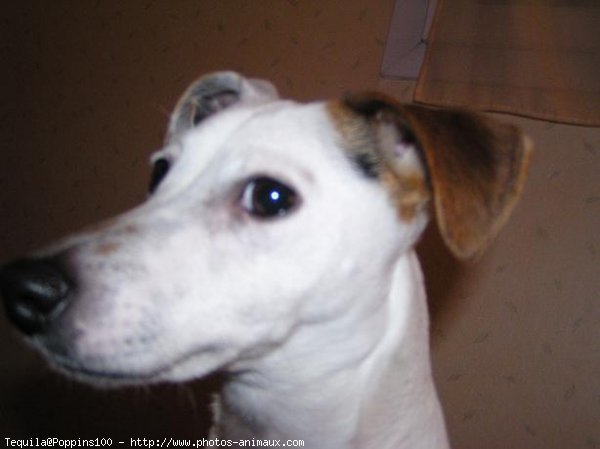 Photo de Jack russell terrier