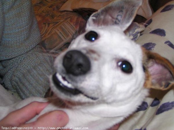 Photo de Jack russell terrier