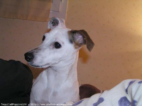 Photo de Jack russell terrier