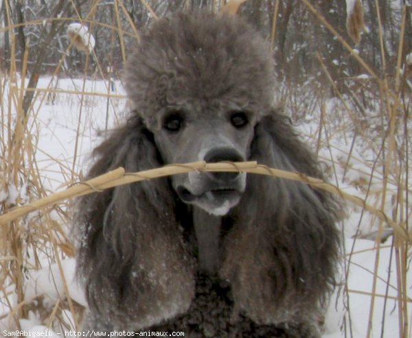 Photo de Caniche moyen