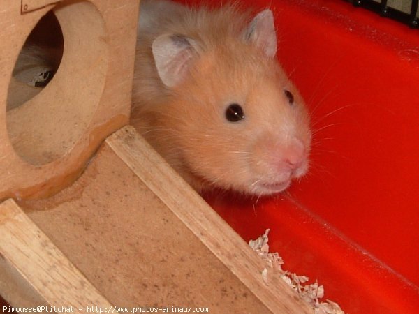 Photo de Hamster