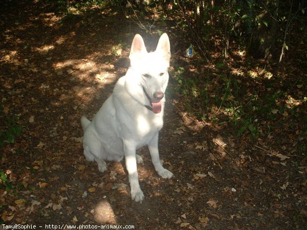 Photo de Berger blanc suisse