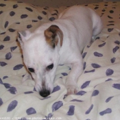 Photo de Jack russell terrier