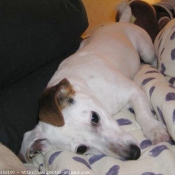 Photo de Jack russell terrier