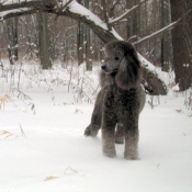 Photo de Caniche moyen