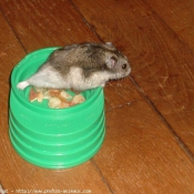 Photo de Hamster