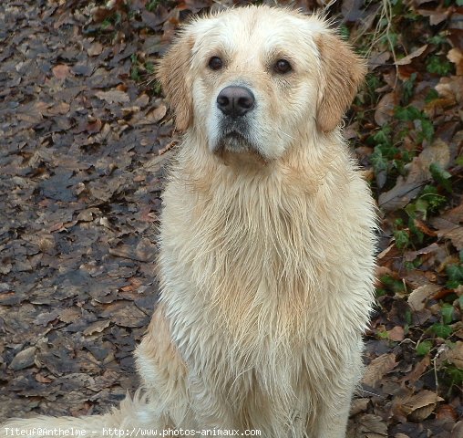 Photo de Golden retriever