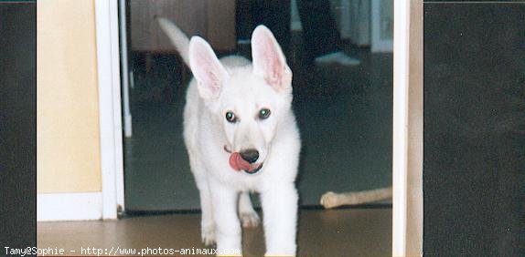 Photo de Berger blanc suisse