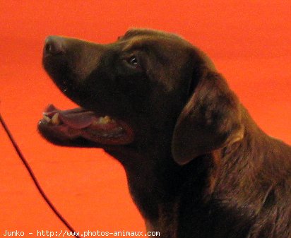 Photo de Labrador retriever