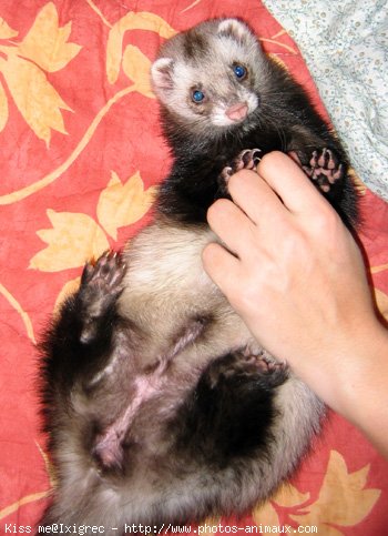 Photo de Furet