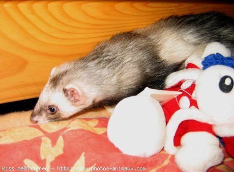 Photo de Furet